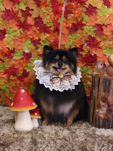 20241122アンバーちゃん